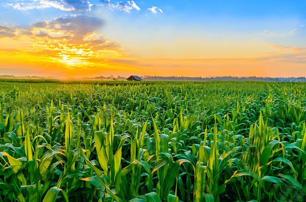 Beautiful morning sunrise over the corn field